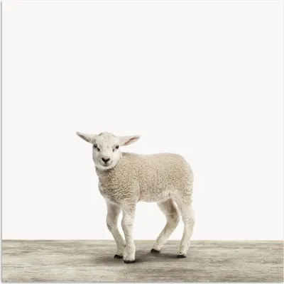 Produktbild von MuchoWow® Poster Lamm - Schaf - Tiere - Kinder - Mädchen - Jungen 50x50 cm - Wohnzimmerdekoration