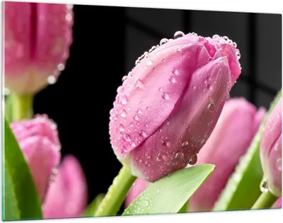 Produktbild von Bilder auf glas - Tulpe Blumen Tau - 120x80cm - Glasbilder - Wandbilder - Kunstdruck - zum Aufhängen bereit - Wanddekoration aus Glas - Glas Bilder - Wandbild auf Glas - Einteilig - GAA120x80-2483
