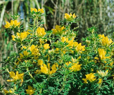 Produktbild von Chamaecytisus supinus, Gelber Geißklee, 20–30 cm