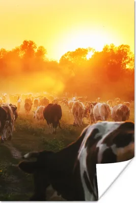 Produktbild von MuchoWow® Poster Kühe - Sonnenuntergang - Wiese - Tiere 40x60 cm - Plakate für die Wand - Poster Babyzimmer