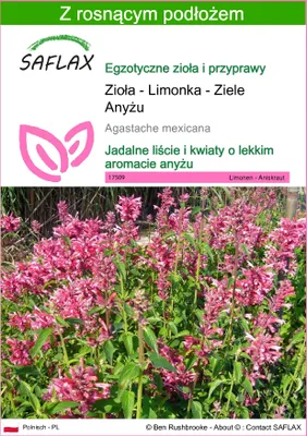 Zdjęcie produktu dla SAFLAX - Zioła - Limonka - Ziele Anyżu - 50 Nasiona - Z podłożem uprawowym wolnym od zarazków - Agastache mexicana