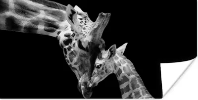 Produktbild von MuchoWow® Poster Giraffe - Wildtiere - Porträt - Schwarz-Weiß 40x20 cm - Poster für die Wand - Poster Schlafzimmer