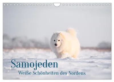Produktbild von Samojeden - Liebenswerte Fellkugeln (Wandkalender 2027 DIN A4 quer), CALVENDO Monatskalender