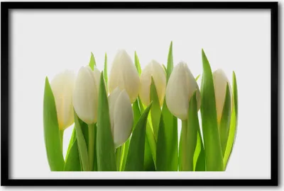 Produktbild von Bild 60x40 MDF-Rahmen, Wandkunst Tulpen