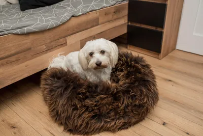 Immagine prodotto di Cuccia per cani e gatti in vera pelle di pecora. Letto per cani e gatti, 100% pelle di pecora