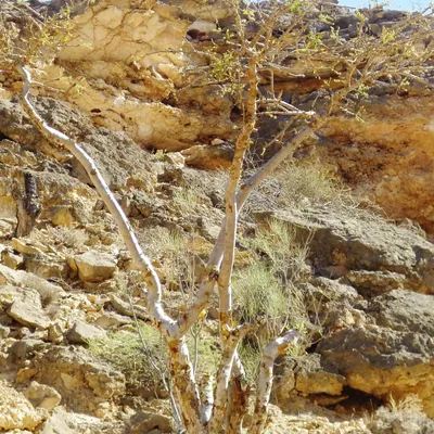 Produktbild von Weihrauchbaum (Boswellia sacra) - 5 Samen