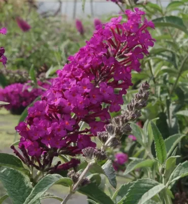 Produktbild von Buddleja buzz Pink Purple - Zwerg-Schmetterlingsflieder 30 - 40