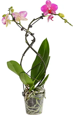 Produktbild von Dehner Schmetterlingsorchidee Twister, Phalaenopsis cultivars, zweitriebig, 50-60 cm inkl. Pflanztopf, Ø Topf 12 cm, Zimmerpflanze