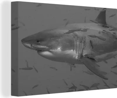 Obrázek produktu pro OneMillionCanvasses® - Obrazy na plátně - 140x90 cm, Velký bílý žralok v hejnu ryb - Černá a bílá, nástěnné umění Tisk Nástěnná dekorace
