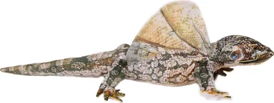 Produktbild von Stofftier Flugdrachen, 64 cm, Kuscheltier Plüschtier Echse Leguan Agame Flugechse