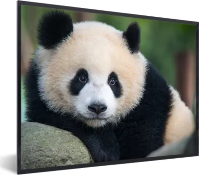 Produktbild von MuchoWow® Gerahmtes Poster Panda - Wildtiere - Porträt - Stein 40x30 cm - Poster mit Schwarzem Bilderrahmen Wandposter Rahmen Foto Bilder - Kunstposter - Wanddekorationen