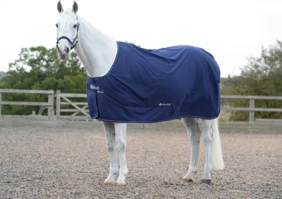 A white horse wearing a navy blue horse blanket stands in an outdoor arena.