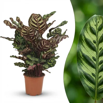 Produktbild von Green boutiQ - Zimmerpflanze - Pfauen-Korbmarante - Calathea Makoyana - Grün - Pflegeleicht - 1 Pflanze - Topf 19cm - Höhe 70cm