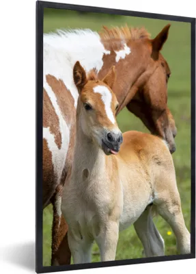 Produktbild von MuchoWow® MuchoWow® Gerahmtes Poster Pferde - Fohlen - Gras 60x90 cm - Poster mit zchwarzem Bilderrahmen - Kunst