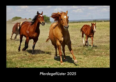 Produktbild von Pferdegeflüster 2025 Fotokalender DIN A3