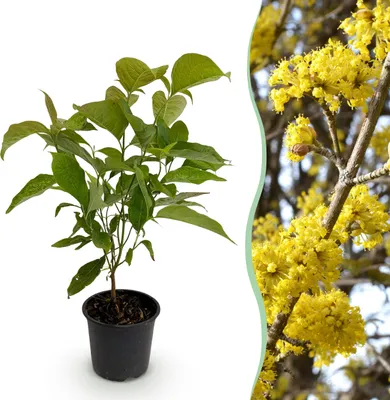 Immagine prodotto di Cornus mas - Fiore giallo - Deciduo - Bassa manutenzione - 25-35cm - Ø12cm - Pianta da giardino