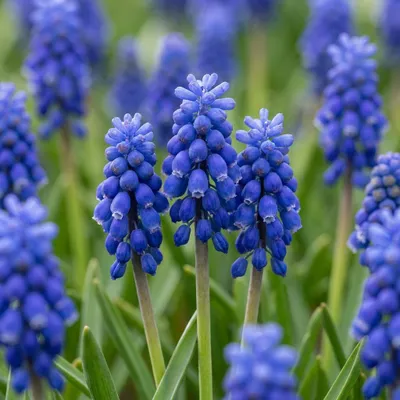 Image de 200x Muscari Armeniacum - Armeense druifhyacint - Blauw - Verwilderingsbol - Bolmaat 7/8