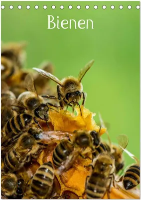 Produktbild von Bienen (Tischkalender 2026 DIN A5 hoch), CALVENDO Monatskalender