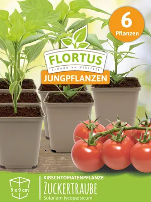 Produktbild von Kirschtomatenpflanze Zuckertraube | Tomatenpflanzen von FLORTUS, Menge:6 Pflanzen