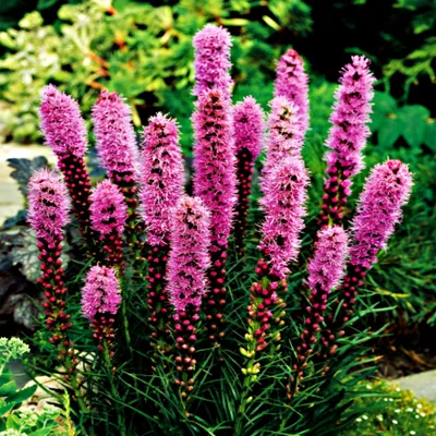Produktbild von Liatra mehrjährig Staude Blüten Rhizom Liatris Spicata Liatra Lila 10 St.