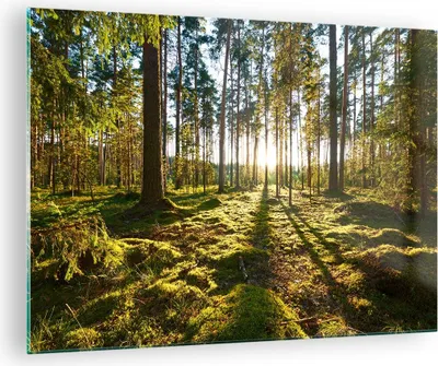 Produktbild von Bilder auf glas - Wald Baum Natur - 70x50cm - Glasbilder - Wandbilder - Kunstdruck - zum Aufhängen bereit - Wanddekoration aus Glas - Glas Bilder - Wandbild auf Glas - Einteilig - GAA70x50-3724