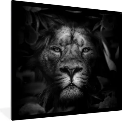 Produktbild von MuchoWow® Gerahmtes Poster Tiere - Löwe - Dschungel - Schwarz - Weiß 40x40 cm - Poster mit Schwarzem Bilderrahmen Wandposter Rahmen Foto Bilder - Mit Rahmen - Wanddekoration Schlafzimmer