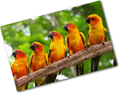 Produktbild von Tulup Glas Herdabdeckplatte - 80x52 cm - Glaskeramikkochfeld-Abdeckung Spritzschutz Glasabdeckplatte - Einteilig - Tiere - Papageien Ast - Orange