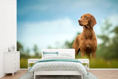Produktbild von MuchoWow® Fototapete für Wohnzimmer oder Schlafzimmer Wandtapete Vinyl Motivtapete Hund schaut weg - 600x400 cm - Vinyltapeten