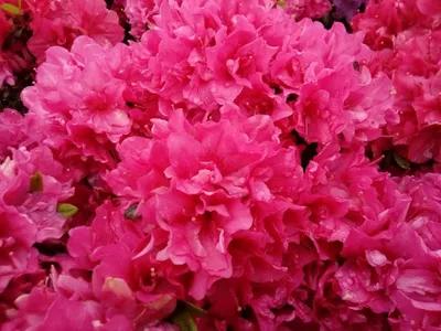 Produktbild von Japanische Azalee Melina - Rhododendron obtusum Melina - 15-20cm