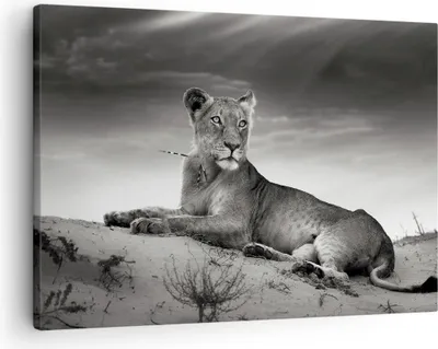 Produktbild von Bild auf Leinwand - Leinwandbild - Tierwelt weiblich katze Tier - 70x50cm - Wand Bild - Wanddeko - Leinwanddruck - Bilder - Kunstdruck - Wanddekoration - Leinwand bilder - Wandkunst - AA70x50-3165