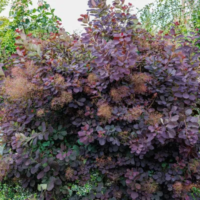 A close-up view of a large, bushy plant with dark purple leaves and feathery, light brown flower clusters.