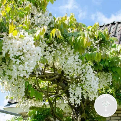 Image de Bloomique - Wisteria floribunda 'Alba' - Glycine blanche - Grimpante - Plante de jardin - Rustique - Hauteur 50-70 cm - Pot 15 cm
