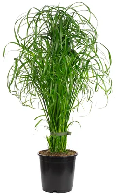 Produktbild von Wasserliebendes Zyperngras - Cyperus alternifolius - ca. 55 cm hoch, Topf-Ø 14 cm