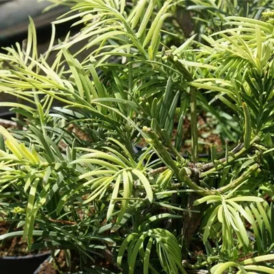 Produktbild von Cephalotaxus fortunei - Chinesische Kopfeibe Fortunei 20-30
