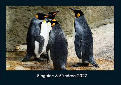 Produktbild von Pinguine & Eisbären 2027 Fotokalender DIN A4