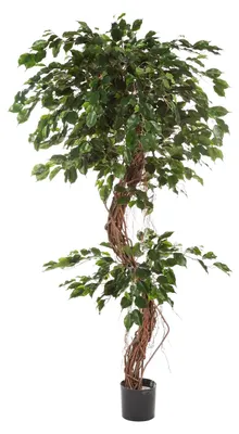 Produktbild von aplanta Künstlicher Ficus – Seraphius | 180 cm, Echtholzstamm, für drinnen, Kunstbaum, wie echt, Allergiker geeignet, pflanzliche Dekoration Praxis, Office & Wohnzimmer