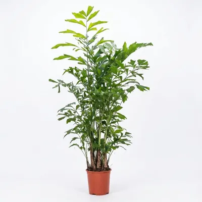 Produktbild von Caryota Mitis, Fischschwanzpalme, 130-140 cm, Topf 27 cm, KI-generiertes Bild