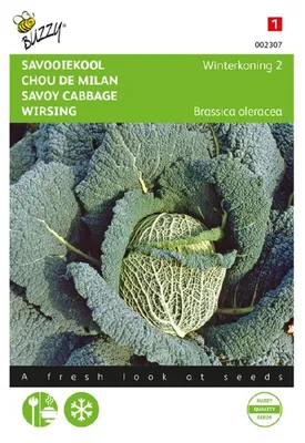 Produktbild von Wirsing Winterfürst 2 | Wirsingsamen von Buzzy Seeds