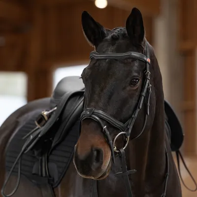 Produktbild von Kieffer Trensenzaum Palmanova, Leder, anatomisch geformten Genickstück, Farbe:schwarz-, Größe:G - Pony