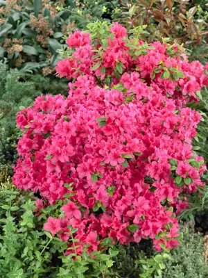 Produktbild von Rhododendron obtusum 'Änne', Azalee, rosa Blüten, 30–40 cm