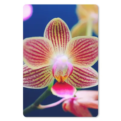 Produktbild von MuchoWow® Mauspad Mousepad Von Orchidee 18x27 cm - Mousepads - Maus Mat - Pad - Mausunterlage