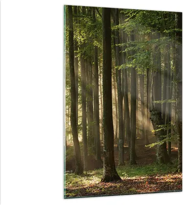 Produktbild von Bilder auf glas - Einteilig - Wald Baum Natur - 80x120cm - Glasbilder - Wandbilder - Bilder - zum Aufhängen bereit - Wanddekoration aus Glas - Glas Bilder - Wandbild auf Glas - GPA80x120-3628