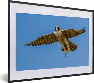 Produktbild von MuchoWow® MuchoWow® Gerahmtes Poster Wanderfalke - Himmel - Raubvogel 40x30 cm - Poster mit zchwarzem Bilderrahmen - Bilderrahmen - Poster im Rahmen
