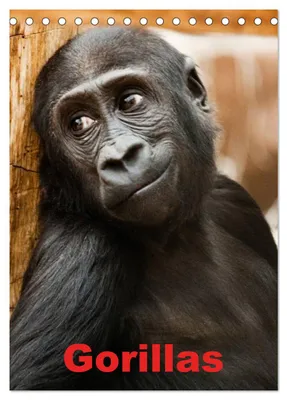 Produktbild von Gorillas (Tischkalender 2027 DIN A5 hoch), CALVENDO Monatskalender