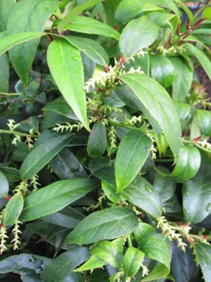 Produktbild von Leucothoe fontanesiana - syn. catesbaei - syn. walteri - Traubenheide - Traubenmyrte - 30-40 cm