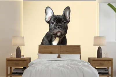 Produktbild von MuchoWow® Fototapete für Wohnzimmer oder Schlafzimmer Wandtapete Vinyl Motivtapete Französische Bulldogge - Schwarz - Beige - 300x300 cm - Wanddekoration