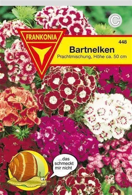 Produktbild von Bartnelken Prachtmischung