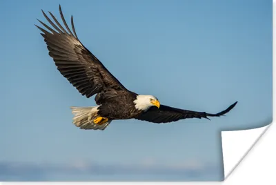 Produktbild von MuchoWow® Poster Vogel - Adler - Raubvögel 60x40 cm - Schlafzimmerdekoration
