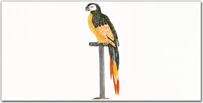 Produktbild von Coloray - Bild aus Glas - 120x60 cm - wanddekoration wohnzimmer glasblock mit bild gehärtetes Glas Dekoration Küche - Pet Vogel Papagei
