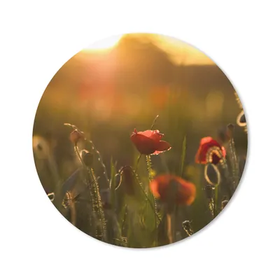 Produktbild von MuchoWow® Mauspad Mousepad Mohn - Sonnenuntergang - Gold 40x40 cm - Mousepads - Maus Mat - Pad - Mausunterlage - Schreibtisch Accessoires